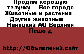 Продам хорошую телучку. - Все города Животные и растения » Другие животные   . Ненецкий АО,Верхняя Пеша д.